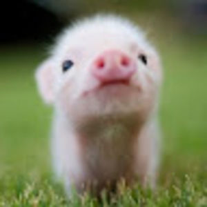 Meet your Posher, Ellen